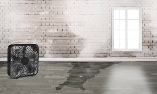 Best Water damage cleanup near me  in Bedford, OH